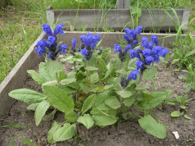 gentiana grandiflora